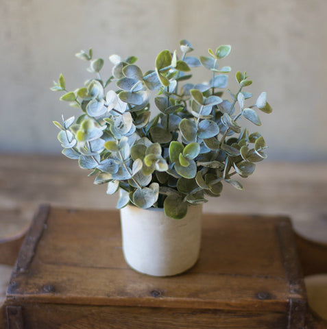 Adorable Mini Sage - Plant, Wreath & Floral Decor